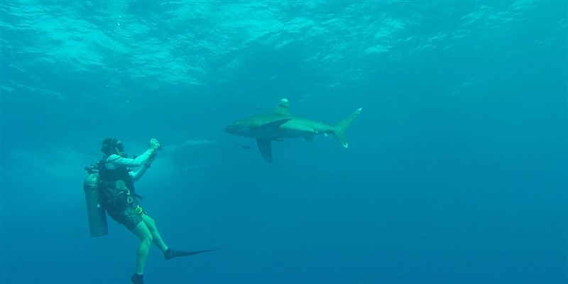 Oceanic White Tip shark at Elphinstone by Ismail Hazem